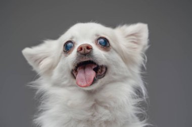 Beyaz tüylü neşeli, sevimli köpek hayvan.