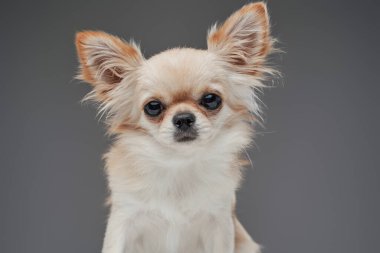 Tüylü tüylü bej beyaz evcil köpek.