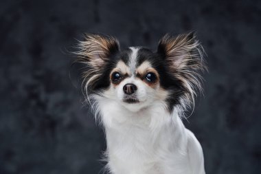 Koyu renkli arka planda poz veren safkan tüylü chihuahua köpeği.