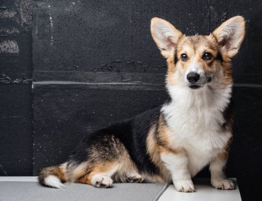 Siyah duvara karşı beyaz masada yatan şirin Corgi yavrusu.
