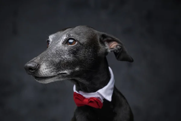 深色背景下有领结的优雅的黑狗 — 图库照片