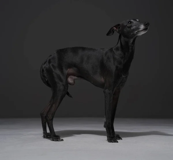 Очаровательная чистокровная собачка с черным мехом на тёмном фоне — стоковое фото
