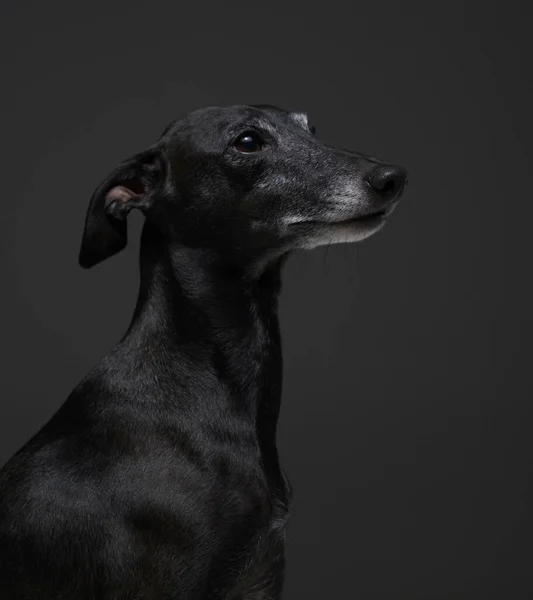 Porträtt av italiensk greyhound med svart päls mot mörk bakgrund — Stockfoto