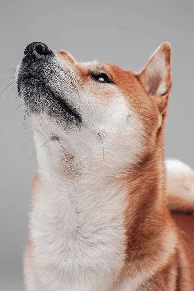 白オレンジ色の毛皮を持つ愛らしい純血日本の犬。 — ストック写真