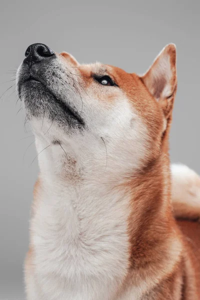 Adorável de raça pura japonês cachorrinho com pele de laranja branca — Fotografia de Stock