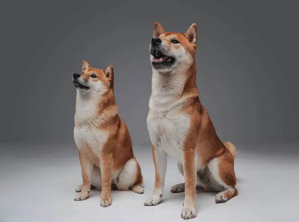 Un par de perros pedigreed shiba inu posando en el estudio — Foto de Stock