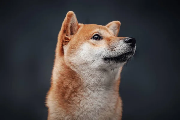 暗さを背景にポーズをとったオレンジ柴犬の撮影 — ストック写真