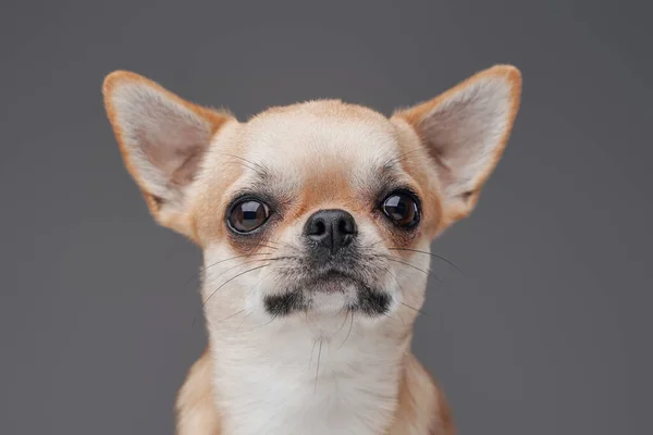 Снимок милой собаки чихуа с персиковым мехом — стоковое фото