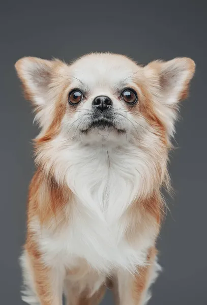 Flauschiger entzückender Chihuahua-Hund mit pfirsichweißem Fell — Stockfoto