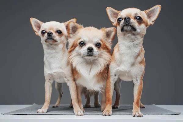 Группа из четырех чистокровных чихуахуа-собак на сером фоне — стоковое фото