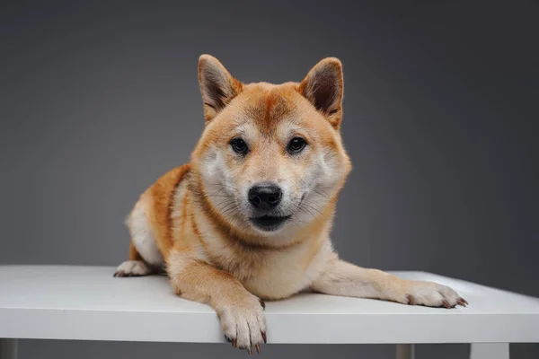 Encantador perro shiba inu crianza acostado en blanco mesa —  Fotos de Stock