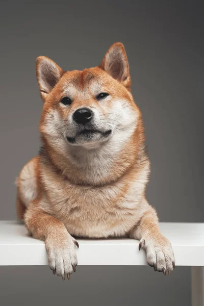 Shiba inu köpek gri arka planda beyaz masada yatıyor. — Stok fotoğraf