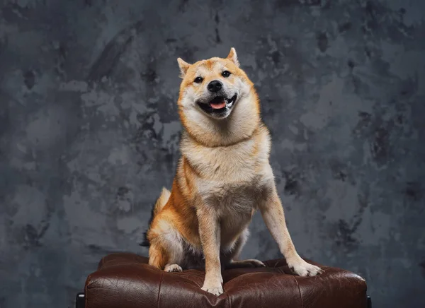 Leal japonés shiba inu perrito posando en silla de cuero —  Fotos de Stock