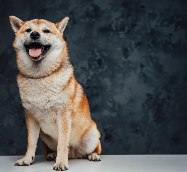 暗い背景に白いテーブルの上にポーズをとる日本の犬の動物 — ストック写真