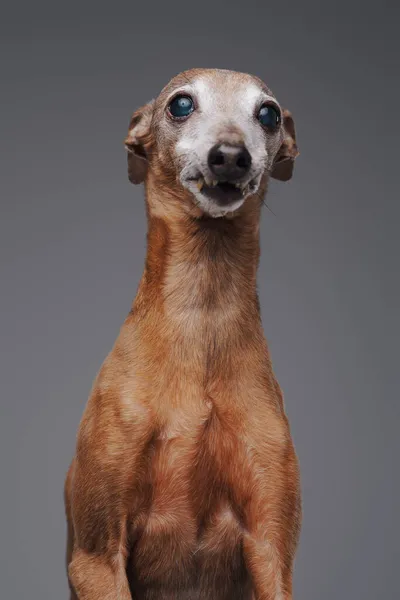 Bruin italiaans hazewindhond poseren tegen grijze achtergrond — Stockfoto