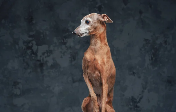 Педижадный итальянский охотничий пёс с коротким коричневым мехом — стоковое фото