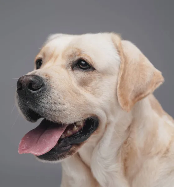 stock image Joyful beige labrador retriever dog against gray background