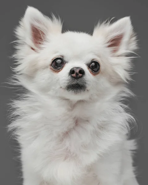 Чистая собака с белым пушистым мехом на сером фоне — стоковое фото
