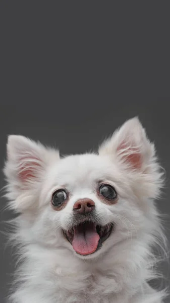 Παιχνιδιάρικο λευκό σκυλίσιο κατοικίδιο που ποζάρει σε γκρι φόντο — Φωτογραφία Αρχείου
