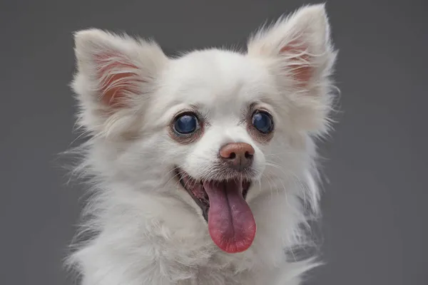 有白色绒毛的快乐可爱的犬类动物 — 图库照片