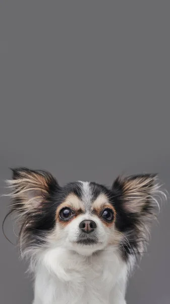 Aranyos kutya kisállat pomerániai chihuahua fajta bolyhos szőrme — Stock Fotó