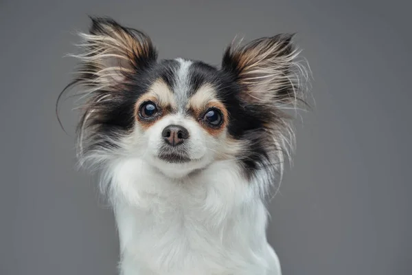Καθαρόαιμο χνουδωτό chihuahua σκυλάκι ποζάρει σε γκρι φόντο — Φωτογραφία Αρχείου