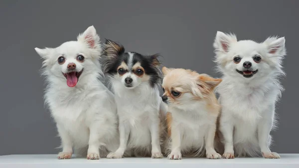 Cuatro cachorros chihuahua con pelaje esponjoso sobre fondo gris — Foto de Stock