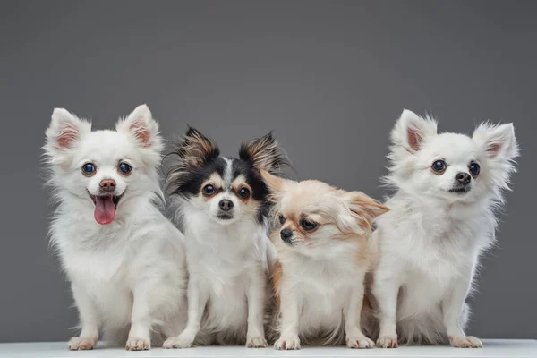 Cuatro cachorros chihuahua con pelaje esponjoso sobre fondo gris — Foto de Stock