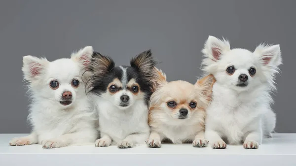 Grupa czterech psów pomeranian chihuahua z puszystym futerkiem — Zdjęcie stockowe