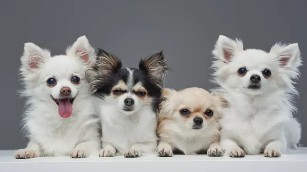 Cuatro peludos perros chihuahua pomeranianos posando dentro del estudio — Foto de Stock