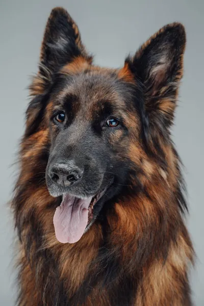 Headshot van vrolijke Belgische herder tegen witte achtergrond — Stockfoto