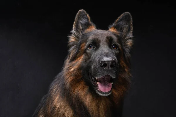 Vrolijke donkerbruine Belgische herder tegen donkere achtergrond — Stockfoto