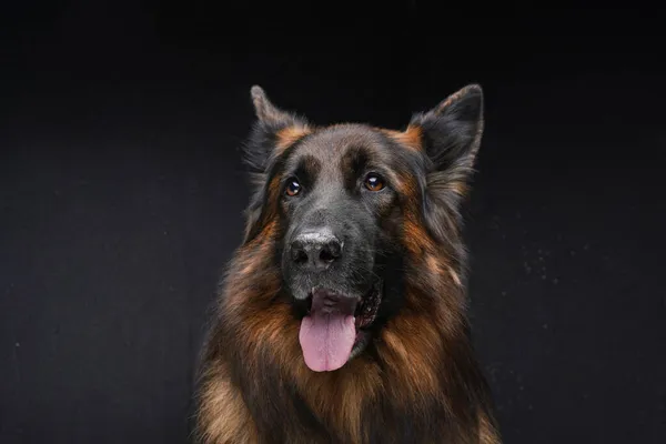 Bellissimo cane da guardia belga con pelliccia marrone scuro — Foto Stock