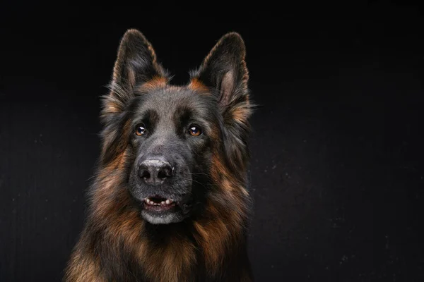 Perro pastor de raza pura de color marrón oscuro sobre fondo de estudio oscuro —  Fotos de Stock