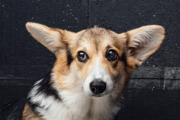 Alegre pedigreed corgi perro con orejas largas contra la pared oscura — Foto de Stock