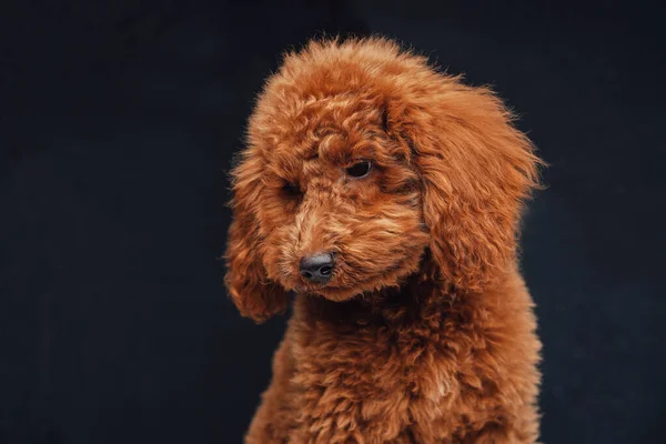 Caniche miniatura de albaricoque con piel rizada posando sobre fondo oscuro —  Fotos de Stock