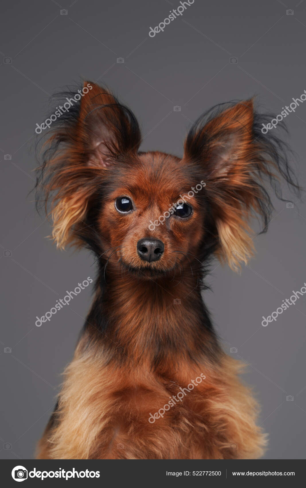 Fluffy Russian Toy Terrier Puppy