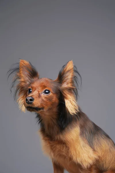 회색 배경에 긴 솜털을 가진 탐욕 스러운 귀여운 개 — 스톡 사진