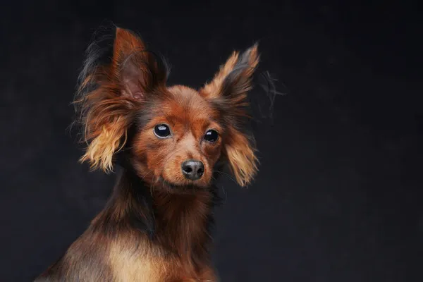 黒を背景に長いふわふわの毛皮を持つ小児かわいい犬 — ストック写真