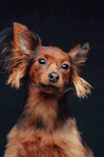 Orosz fajtatiszta terrier kutya gyömbér szőrme ellen sötét háttér — Stock Fotó