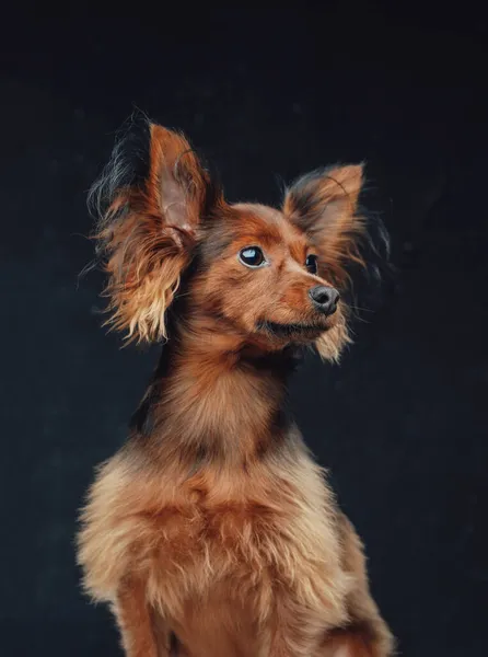 Kızıl uzun saçlı teriyer köpeği koyu arkaplanda poz veriyor. — Stok fotoğraf