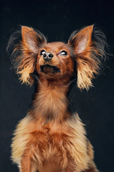 Fluffy russian mainan terrier anjing terhadap latar belakang gelap — Stok Foto