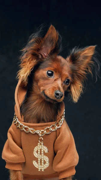 Kis hosszú hajú játék terrier kutya öltözött elegáns ruhát — Stock Fotó