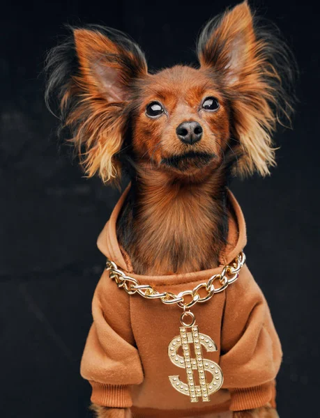Elegante perro ruso terrier juguete con capucha y cadena de dólar — Foto de Stock