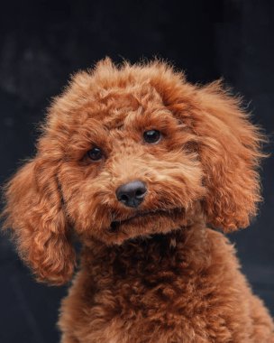 Şeftali kürklü sevimli minyatür kaniş.