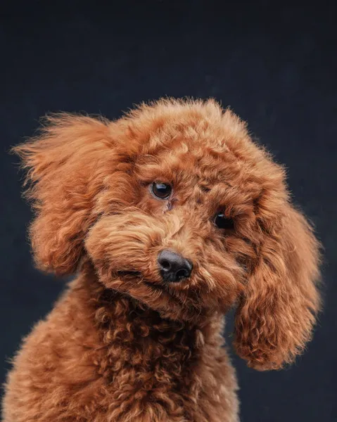 Pequeno poodle fofo com pêlo de damasco contra fundo escuro — Fotografia de Stock