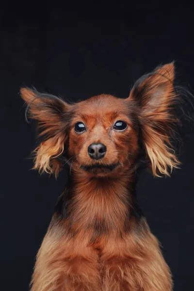 솜털 이 복슬복슬 한 러시아 산 장난감 테리어, 어두운 배경을 배경으로 한 강아지 — 스톡 사진