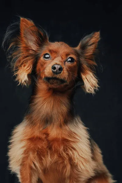 Gyömbér hosszú hajú terrier kutya pózol ellen sötét háttér — Stock Fotó