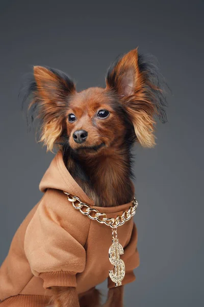 Cachorro terrier de juguete de pelo largo vestido con capucha — Foto de Stock