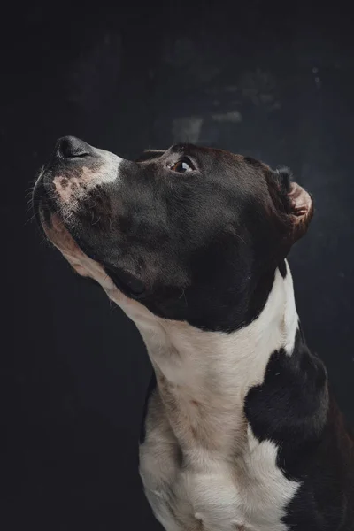 Fidèle animal domestique canin regardant vers le haut sur fond sombre — Photo